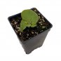 Wonderful Platycerium elephantotis Angola Staghorn Fern Garden Plant