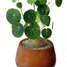Wonderful Stephania Erecta Rare Charlottes Web Thailand Money Garden Plant
