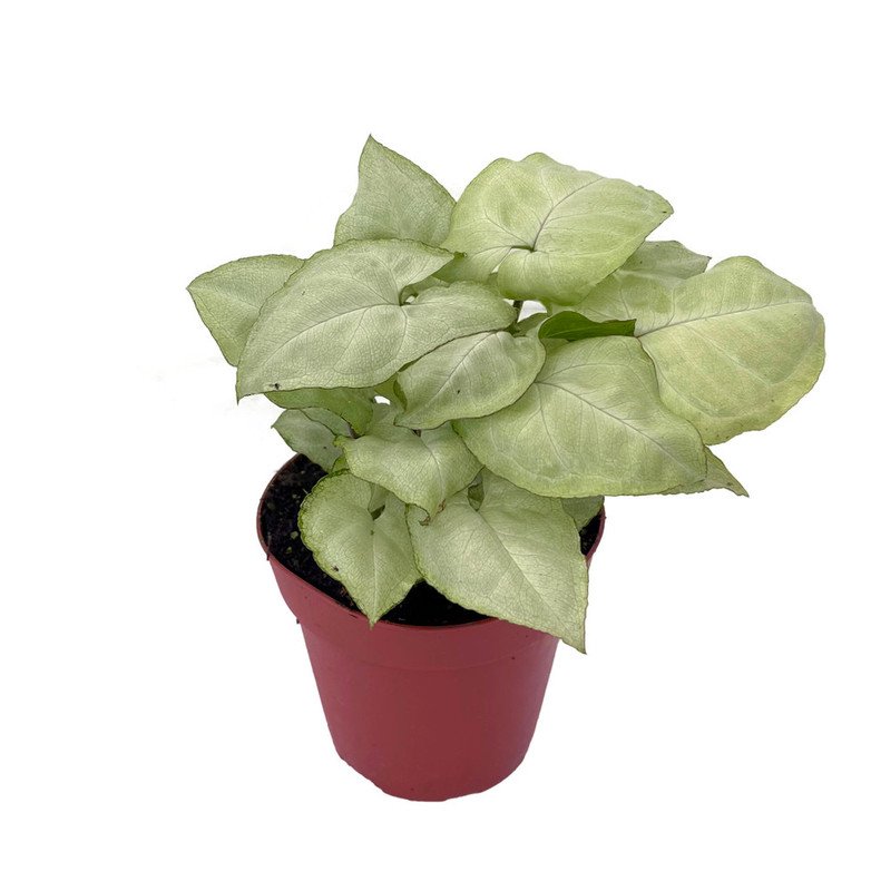 Wonderful Syngonium Moonshine Arrowhead Garden Plant