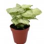 Wonderful Syngonium Moonshine Arrowhead Garden Plant