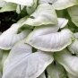 Wonderful Syngonium Moonshine Arrowhead Garden Plant