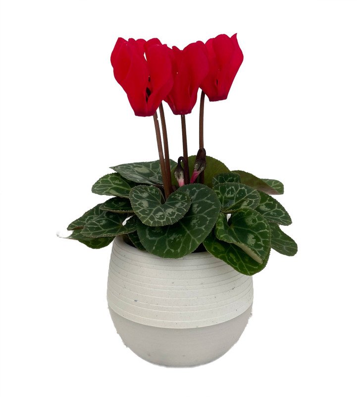 Wonderful Cyclamen Red Mini Persian Violet Beautiful Garden Plant