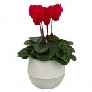 Wonderful Cyclamen Red Mini Persian Violet Beautiful Garden Plant