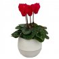 Wonderful Cyclamen Red Mini Persian Violet Beautiful Garden Plant