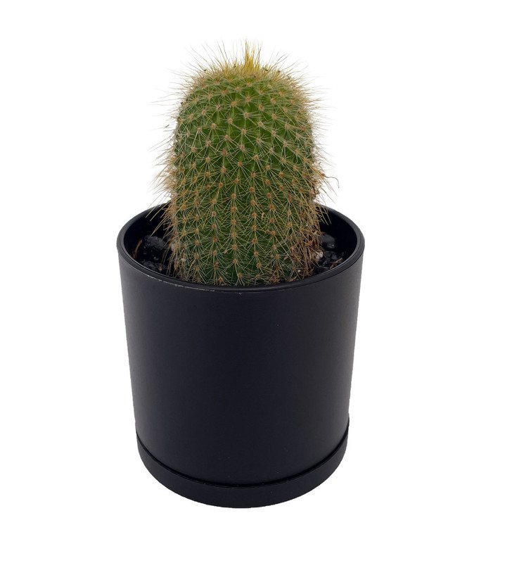Wonderful Parodia lenghaussi Golden Tower Cactus Exotic Garden Plant