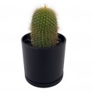 Wonderful Parodia lenghaussi Golden Tower Cactus Exotic Garden Plant