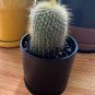 Wonderful Parodia lenghaussi Golden Tower Cactus Exotic Garden Plant