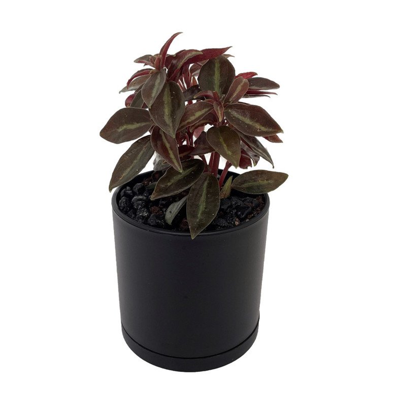 Wonderful Metallica Peperomia Garden Plant