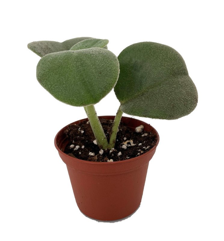 Wonderful Felted Peperomia incana Garden Plant