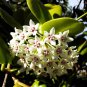 Wonderful Hoya Lisa Australis Garden Plant