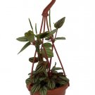 Wonderful Peperomia albovittata Peacock Banda Garden Plant