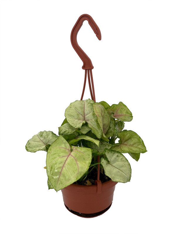 Wonderful Syngonium Berry Allusion Arrowhead Garden Plant