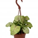 Wonderful Syngonium Berry Allusion Arrowhead Garden Plant