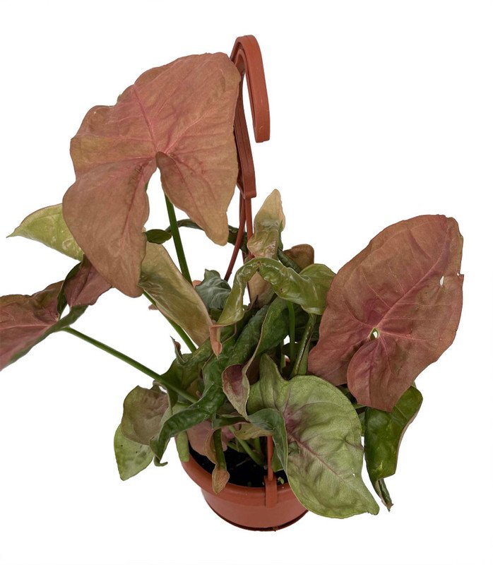Wonderful Syngonium Neon Robusta Arrowhead Garden Plant