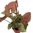 Wonderful Syngonium Neon Robusta Arrowhead Garden Plant