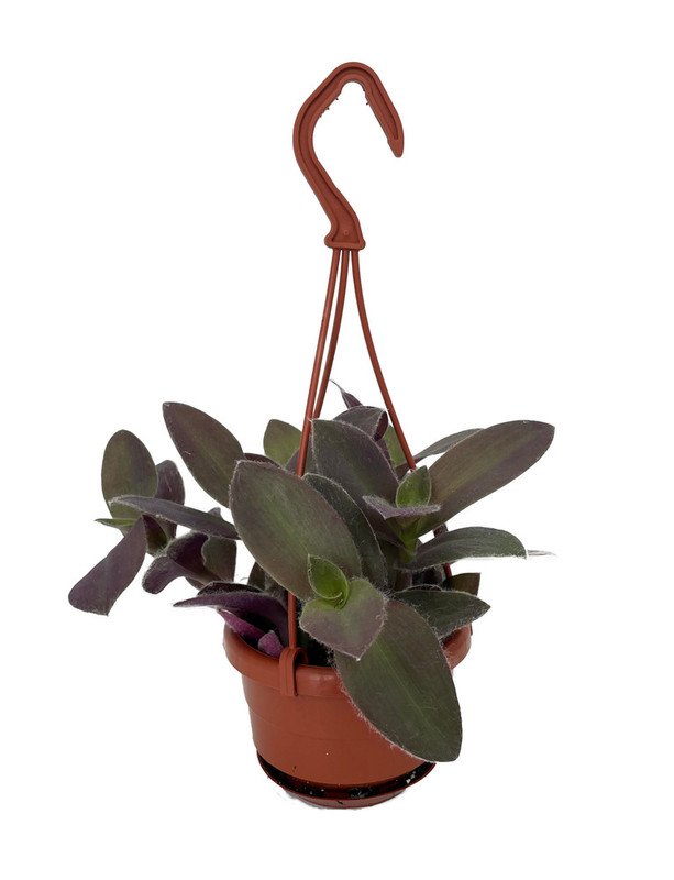 Wonderful Fuzzy Purple Tradescantia Garden Plant