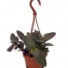 Wonderful Fuzzy Purple Tradescantia Garden Plant