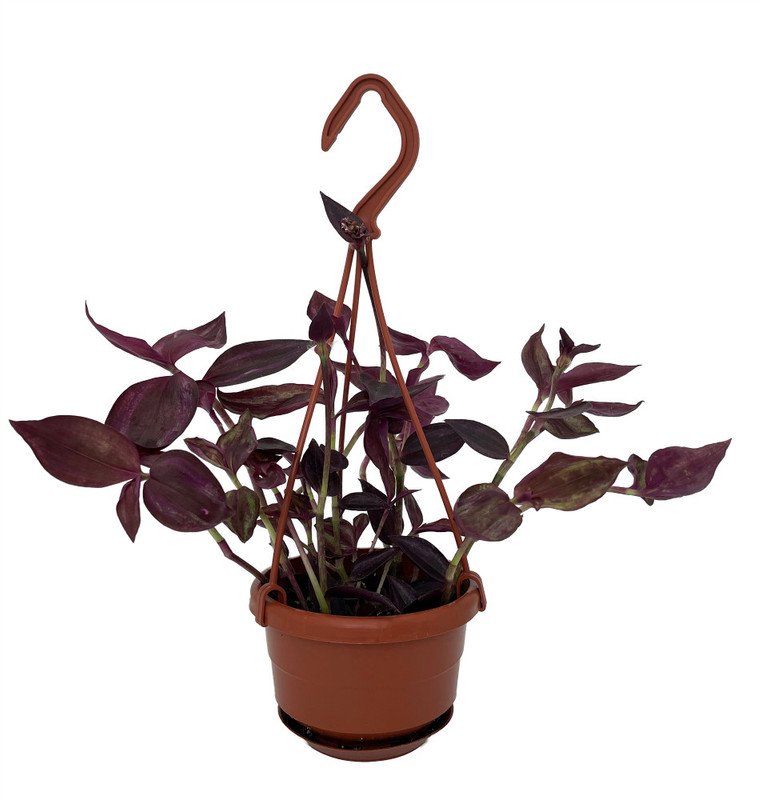 Wonderful Burgundy Tradescantia Garden Plant