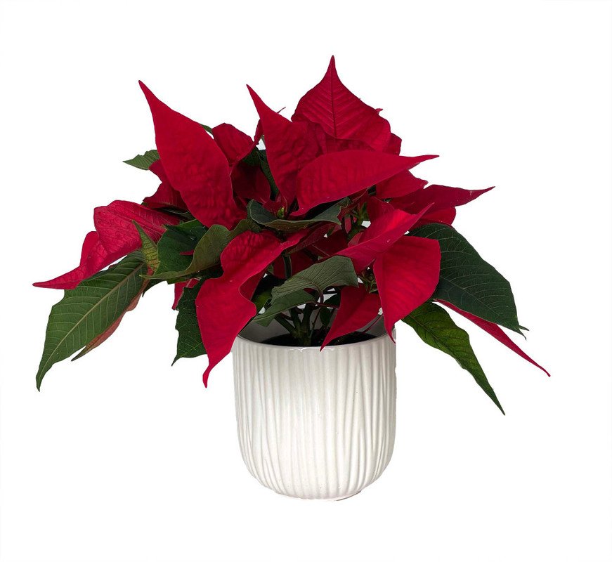 Wonderful Santa Red Poinsettia Beautiful Garden Plant