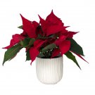 Wonderful Santa Red Poinsettia Beautiful Garden Plant
