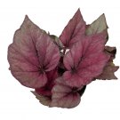Wonderful Rex Begonia First Blush Magic Colors Beautiful Garden Plant
