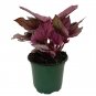 Wonderful Rex Begonia First Blush Magic Colors Beautiful Garden Plant