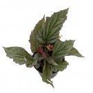 Wonderful Rex Begonia Jurassic Dino Greenie Garden Plant