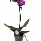 Wonderful Phalaenopsis Piccola Surprise Moth Orchid Beautiful Garden Plant