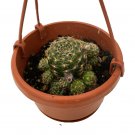 Wonderful Ball Cactus Mini Hanging Basket Exotic Garden Plant