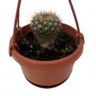 Wonderful Dome Barrel Cactus Mini Hanging Basket Exotic Garden Plant