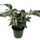Wonderful Calathea Fusion White Peacock Garden Plant