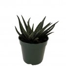 Wonderful Twilight Zone Aloe Exotic Garden Plant