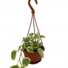 Wonderful Peperomia scandens variegata Cupid Garden Plant