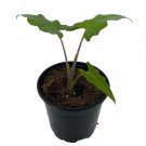 Wonderful Alocasia Boa African Mask Garden Plant