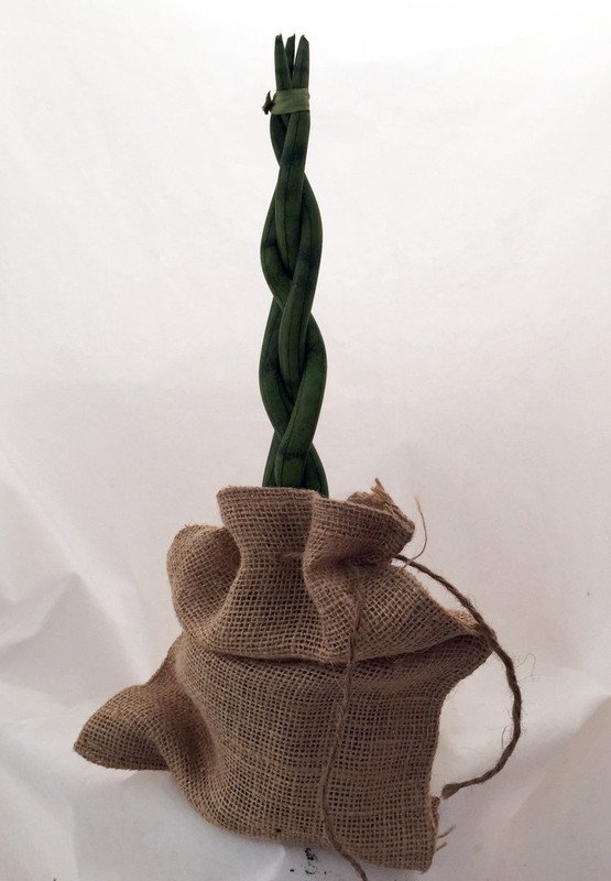 Wonderful Sanseveria Snake in a Bag Braided Exotic Garden Plant