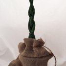 Wonderful Sanseveria Snake in a Bag Braided Exotic Garden Plant