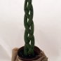 Wonderful Sanseveria Snake in a Bag Braided Exotic Garden Plant