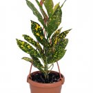 Wonderful Gold Dust Croton Garden Plant