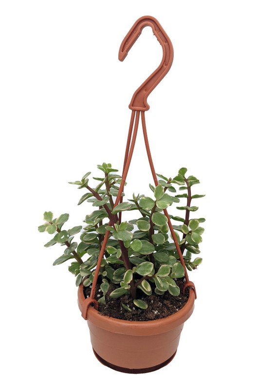 Wonderful Portulacaria afra var Creme and Green Mini Jade Garden Plant