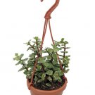 Wonderful Portulacaria afra var Creme and Green Mini Jade Garden Plant