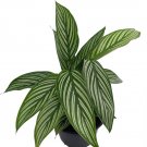 Wonderful Calathea Uncommon Vittata Peacock Garden Plant