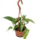 Wonderful Pothos Marble Queen Devils Ivy Garden Plant