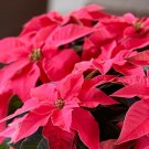 Wonderful Poinsettia Mini Curled Flowers Dark Pink Princettia Beautiful Garden Plant