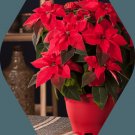 Wonderful Poinsettia Mini Curled Flowers Red Princettia Beautiful Garden Plant