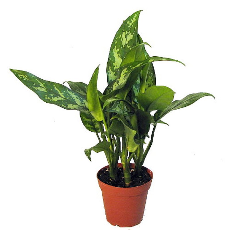 Wonderful Aglaonema Maria Chinese Evergreen Garden Plant