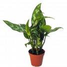 Wonderful Aglaonema Maria Chinese Evergreen Garden Plant