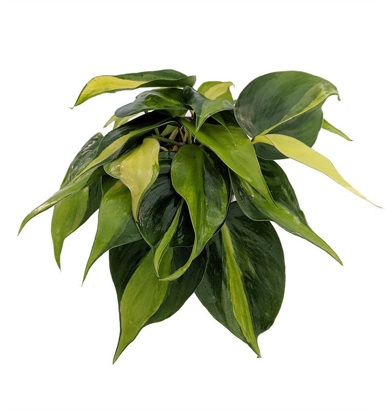 Wonderful Philodendron Brazil Low Light Garden Plant