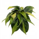 Wonderful Philodendron Brazil Low Light Garden Plant