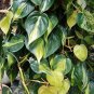 Wonderful Philodendron Brazil Low Light Garden Plant