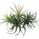 Wonderful Tillandsia Bareroot Garden Plant